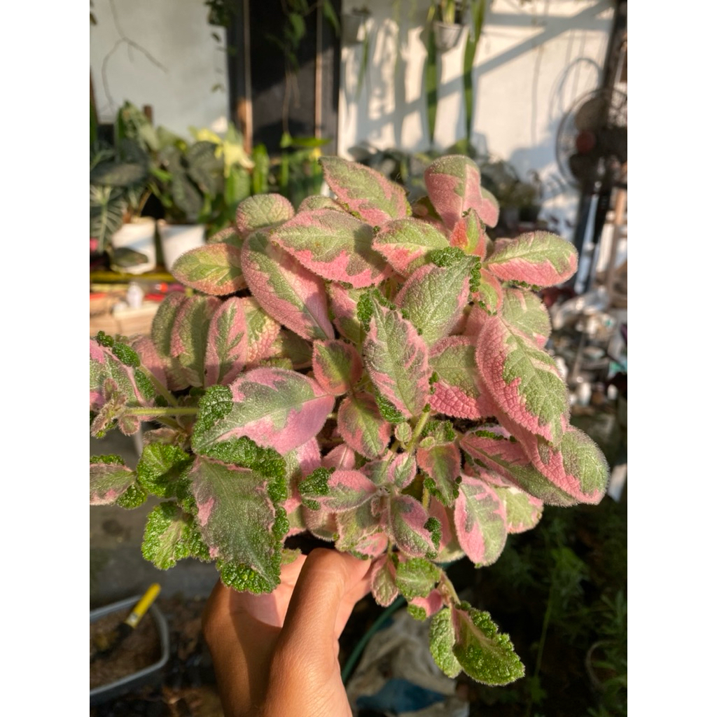 episcia picasso