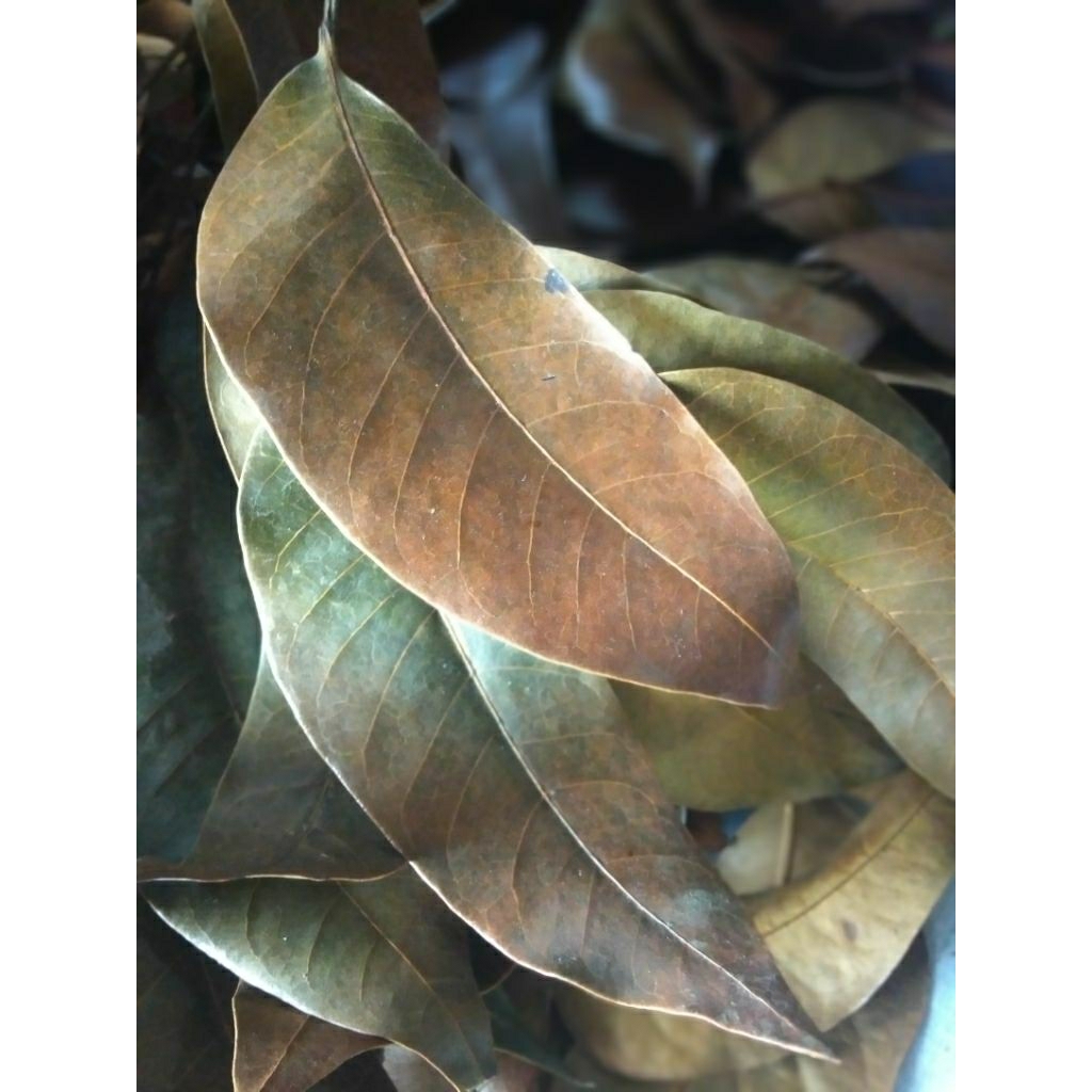 

Daun Mahoni Kering 1 Kg Swietenia Macrophylla 100% Natural – Obat Herbal Kolesterol & Diabetes – Antioksidan Alami