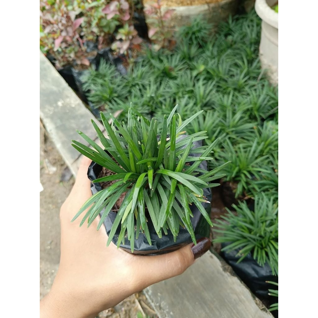 Tanaman hias kucai mini - tanaman rumput kucai mini - tanaman kucai - hiasan taman