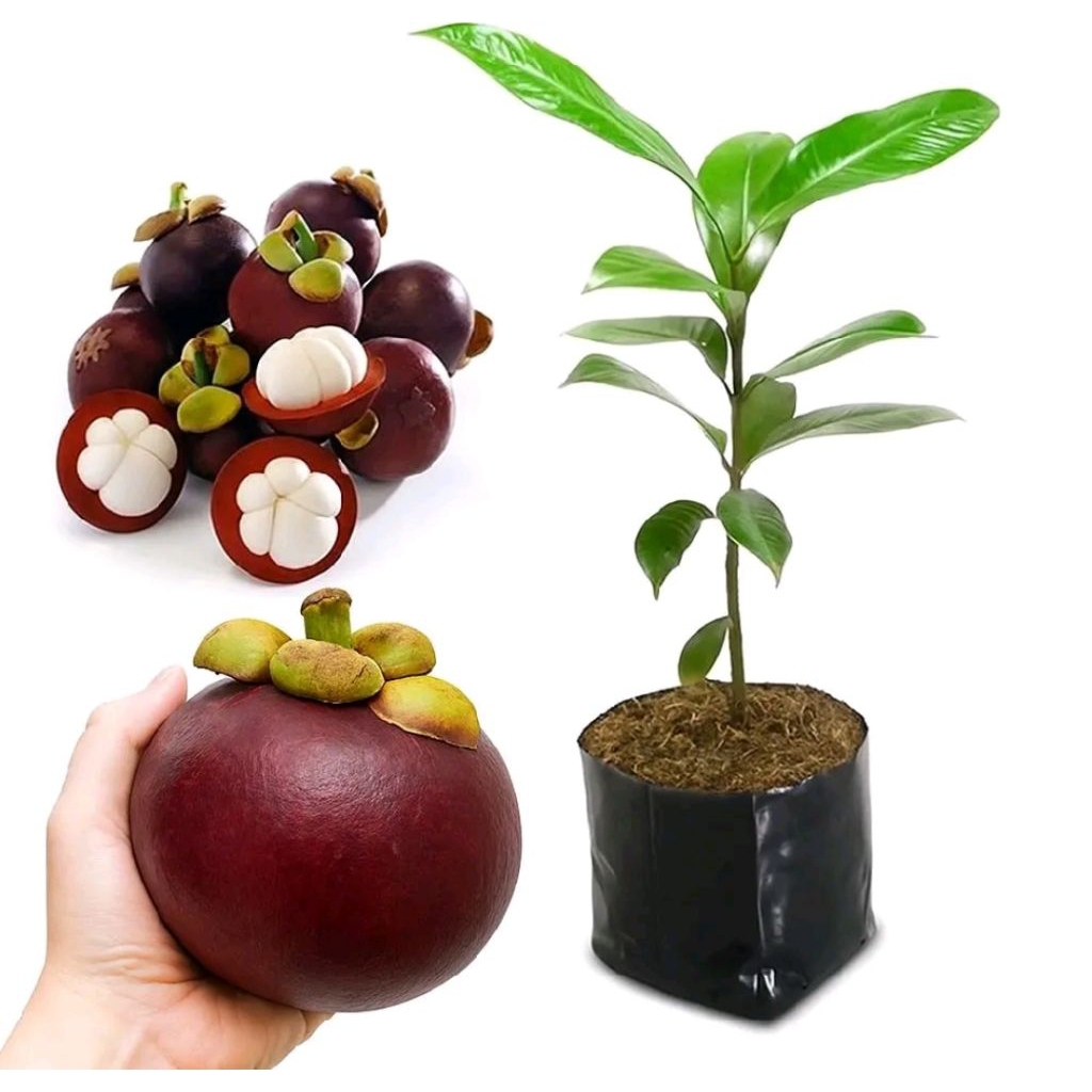 bibit manggis Wanayasa cepat berbuah