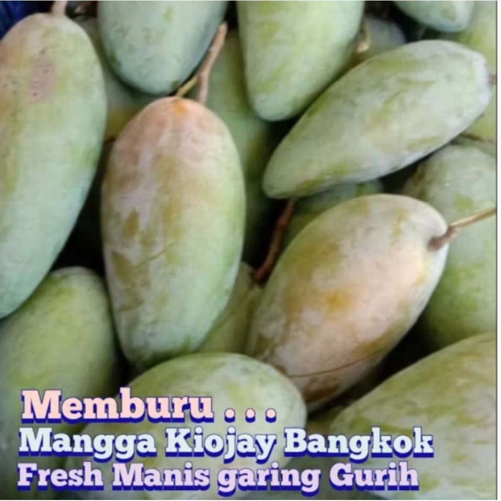 

MANGGA KIOJAY THAILAND - MENTAH - MENGKAL & MATANG (1KG)