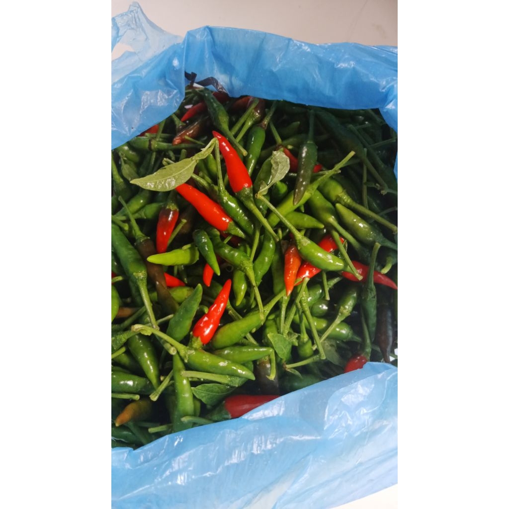 

Cabe Rawit Fresh Hijau Khas Kalimantan