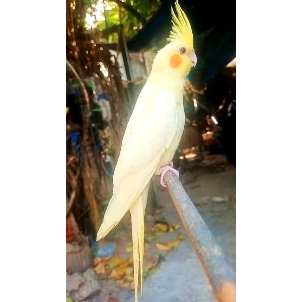 BURUNG PARKIT AUSTRALIA FALK AUSIE LUTINO MM