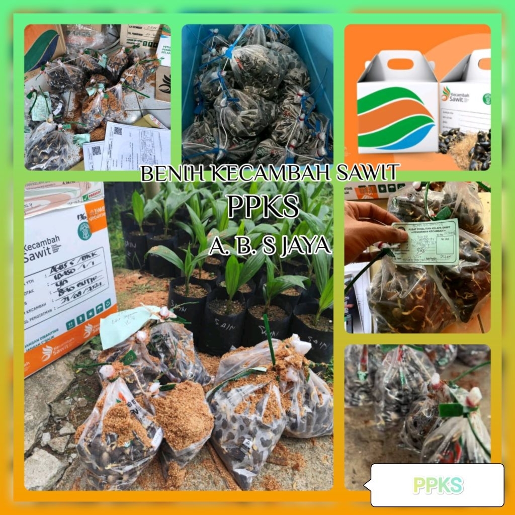 BIBIT BENIH SAWIT UNGGUL PPKS DXP SMB 239, YANGAMBI, 540 NG BERSERTIFIKAT