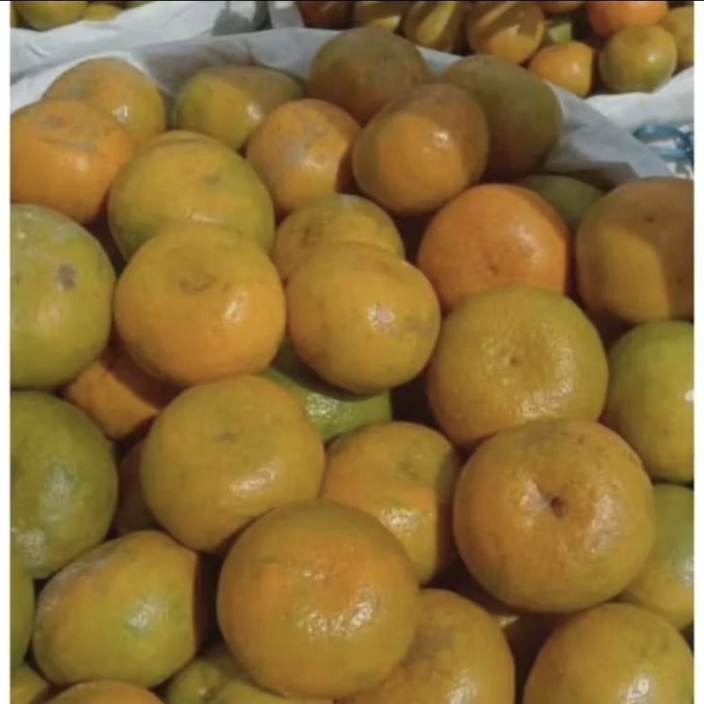 

jeruk medan manis enak ukuran kecil