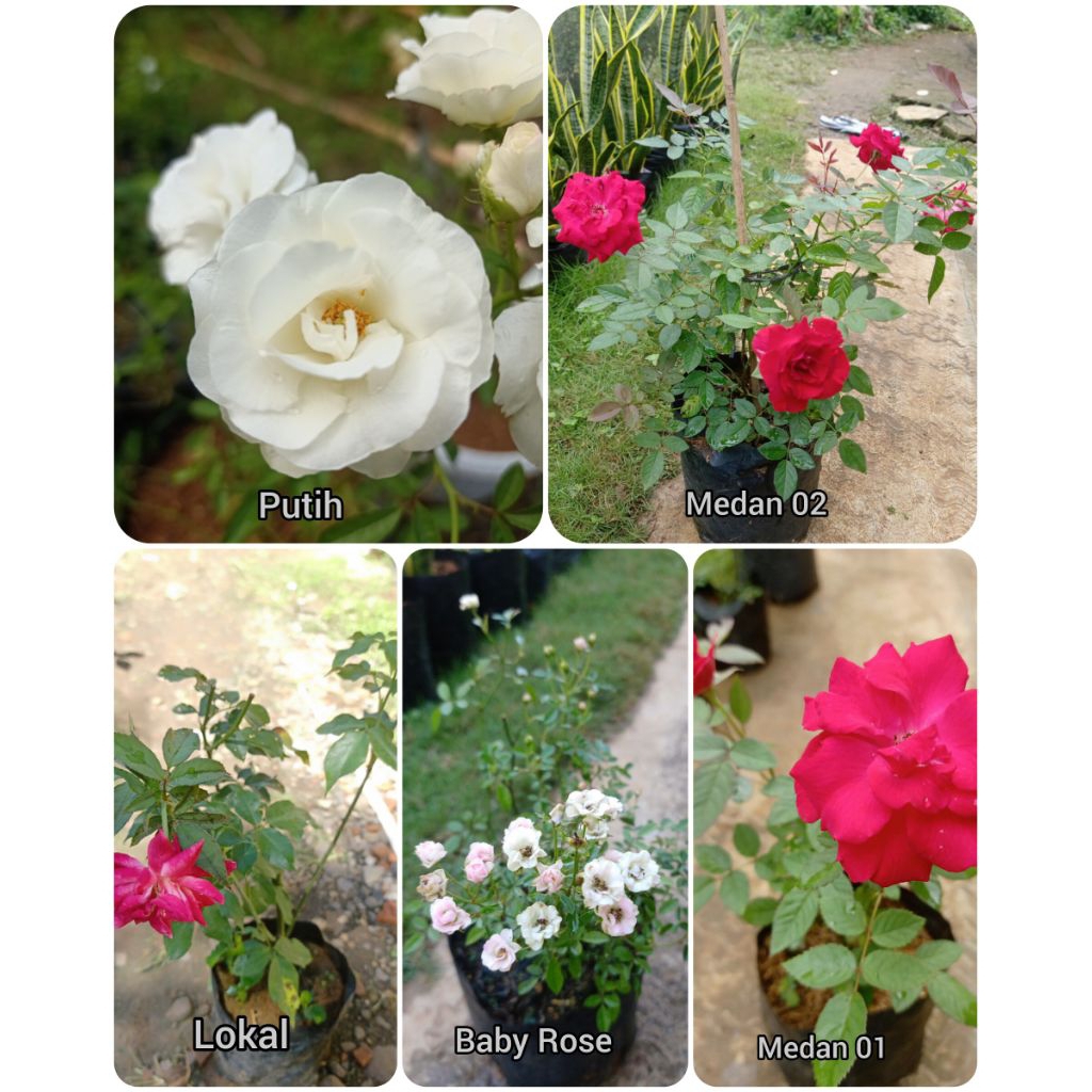 Lima Varian warna Bunga Mawar Medan Bibit Tanaman Hias Mawar Pink Wangi beli sekarang juga gratis po