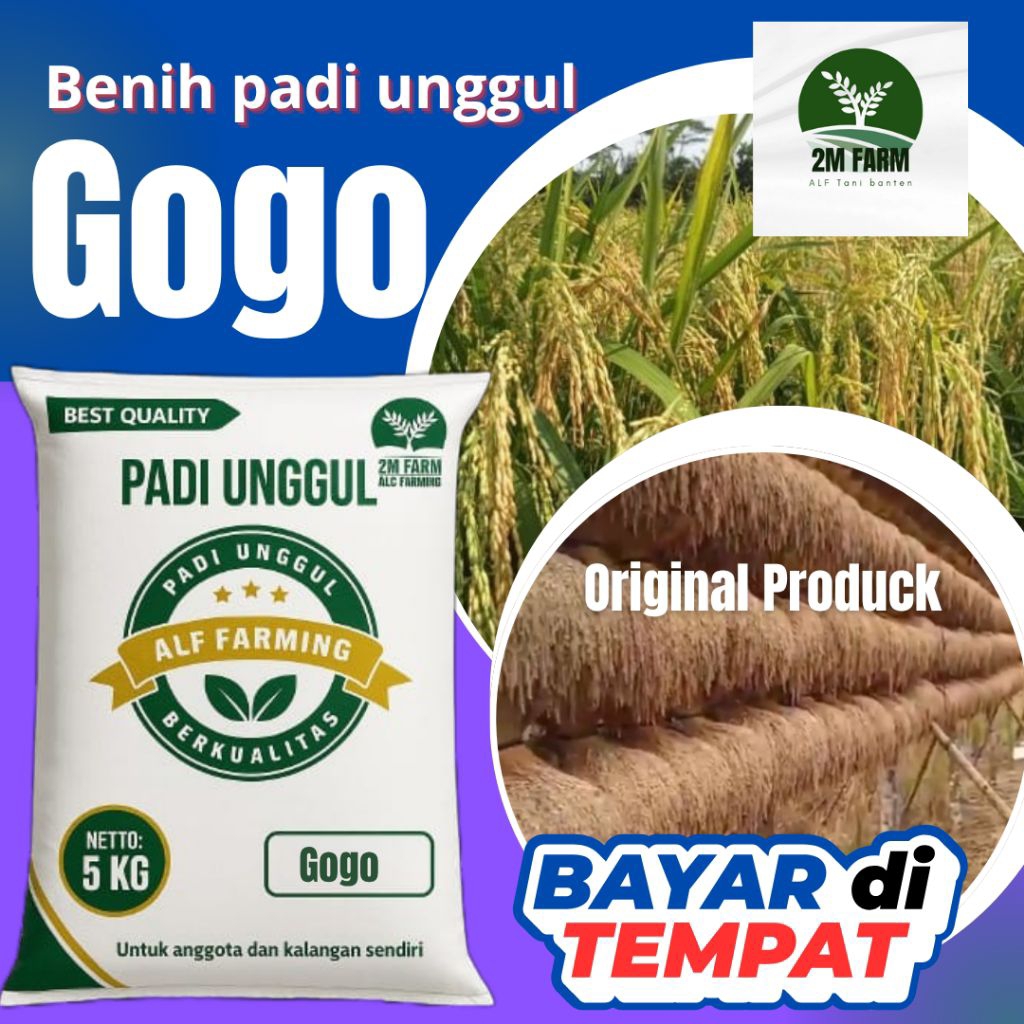 padi unggul gogo/ padi ladang 5kg