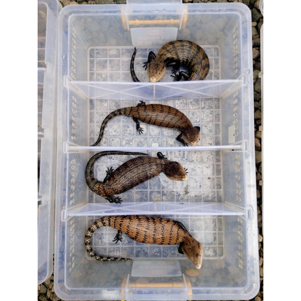 Classic-IndoBluetongueskink-Panana