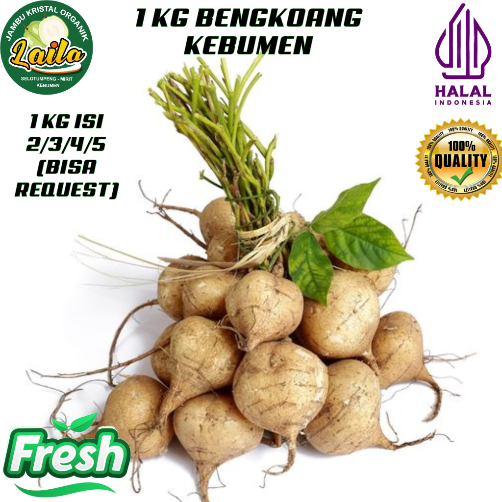 

Bengkoang 1 Kg / Bengkoang 1kg fresh Bengkoang SUPER PREMIUN
