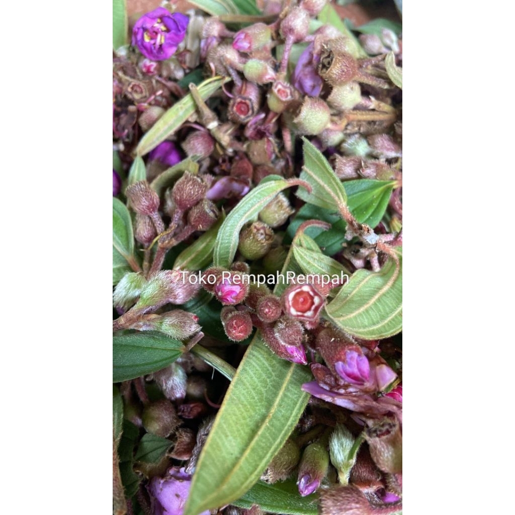 

BUAH HARENDONG SENGGANI SEGAR /500grm