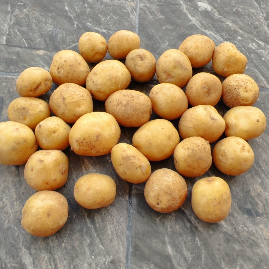 

Kentang Bromo Kuming Grosir 100gr Kentang Tengger Bromo Kuning Murah Surabaya Tempat Kulak Kentang Kuning Bromo Surabaya