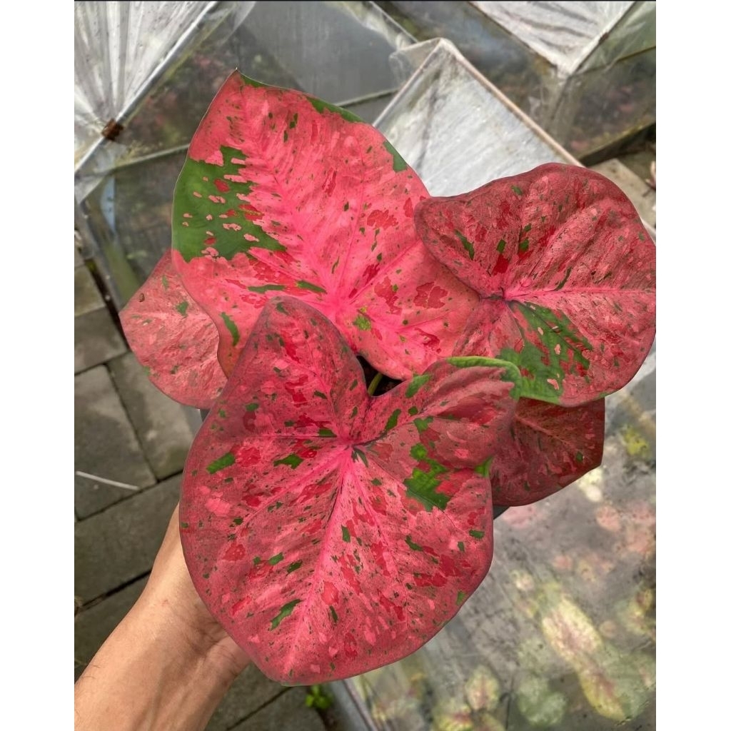 Caladium New Hybrid - tanaman hias keladi new hybrid