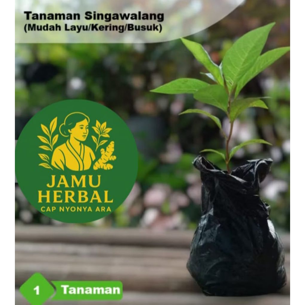 

TERMURAH | Daun Sirsak Segar Petik pohon 50 - 100 Lembar - Penurun Kolesterol/Asam Lambung - By Jamu Mbah
