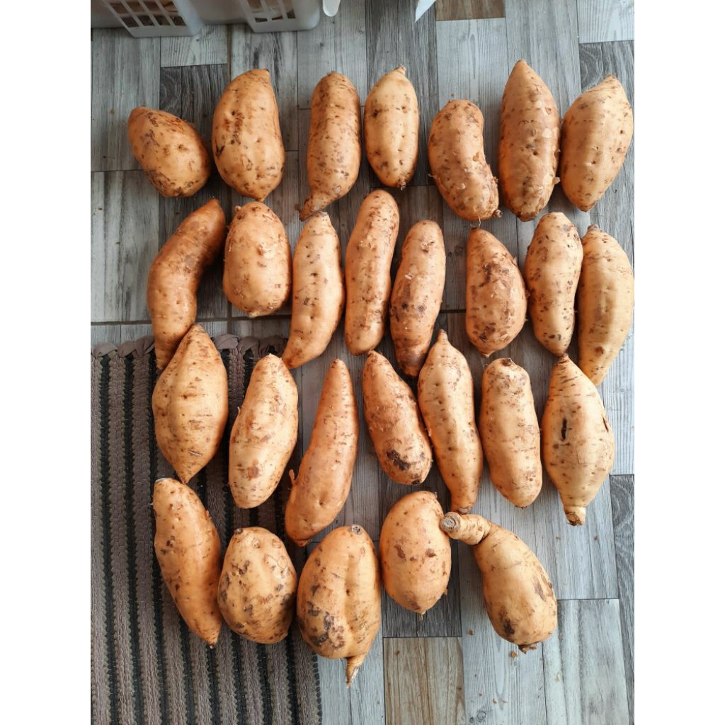 

ubi cilembu 1kg isi 15-22 pcs