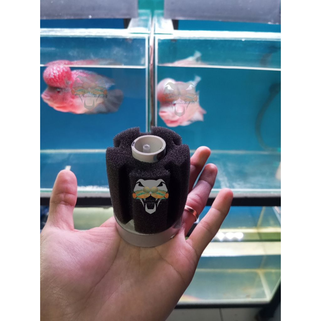 BIOFOAM DIY (3pcs) FILTER AQUARIUM/AKUARIUM HIGH QUALITY FILTER AIR IKAN HIAS