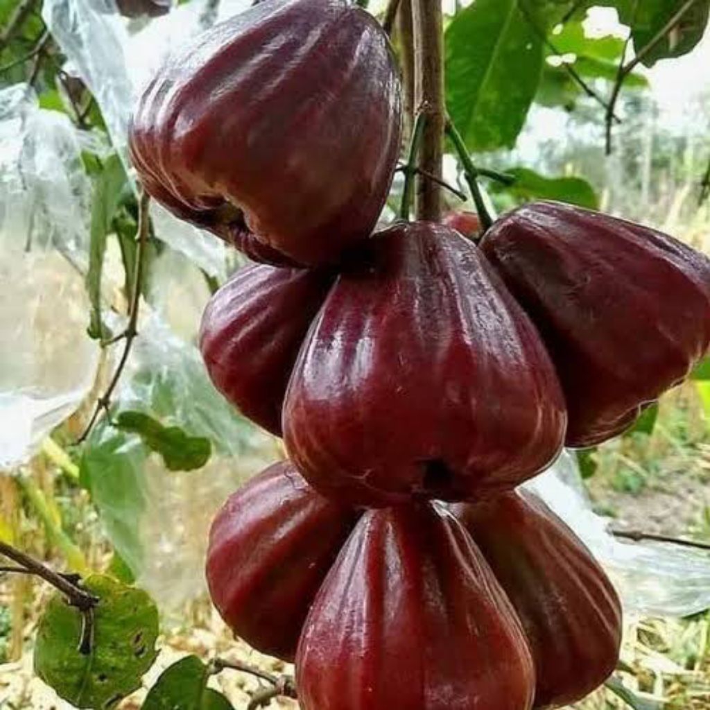 

bibit jambu Balcking di jamin cepat berbuah asil okulasi beli 2 bonus 2