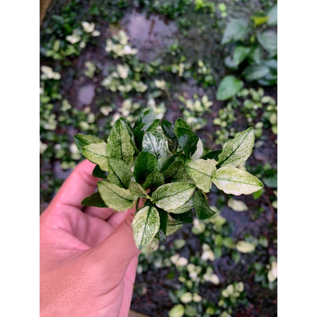 Anubias Pinto Dennerle Clump