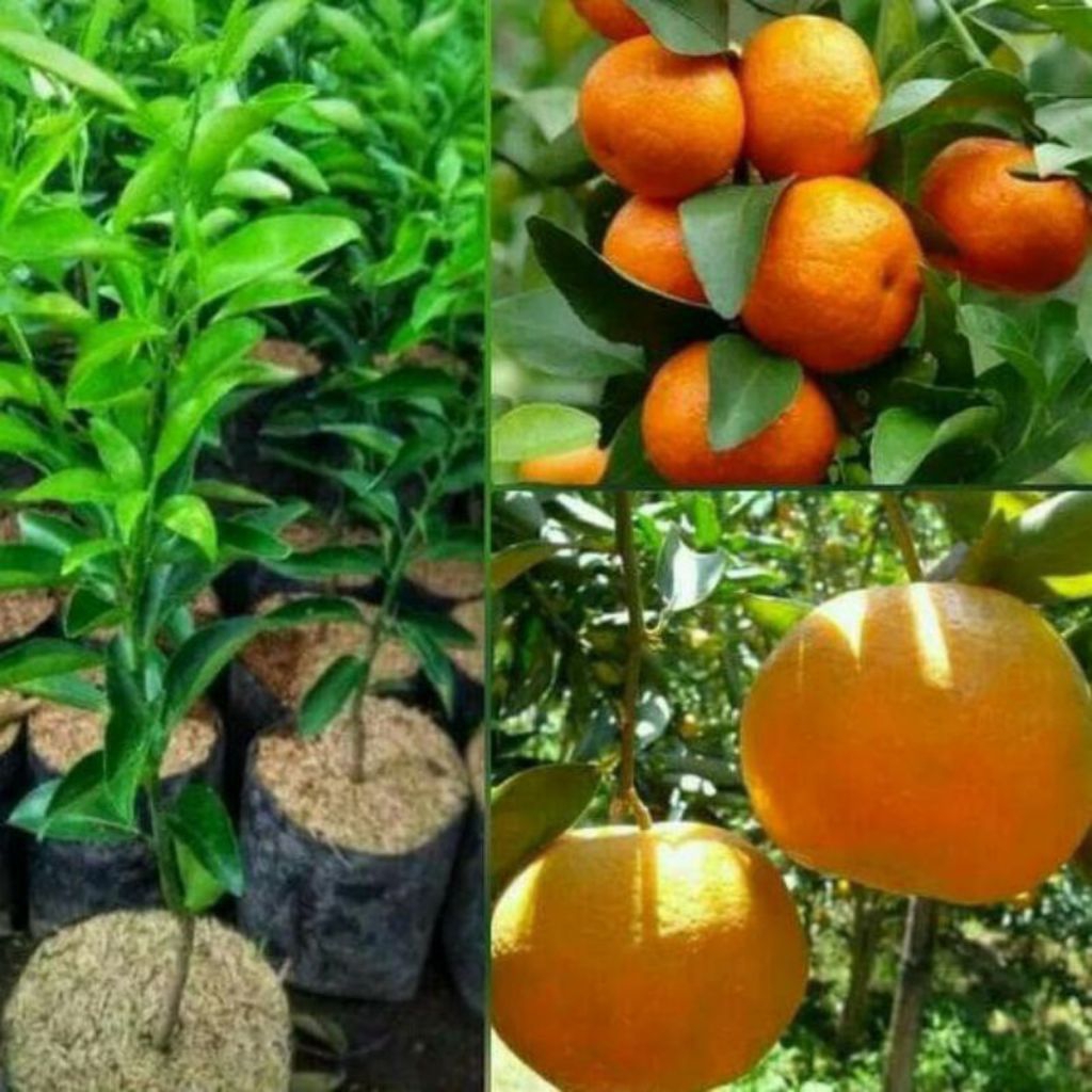 

JERUK SIAM MADU,BIBIT TANAMAN UNGGUL