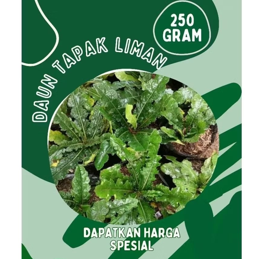 

Daun Tapak Liman 250Gram /Freshhh