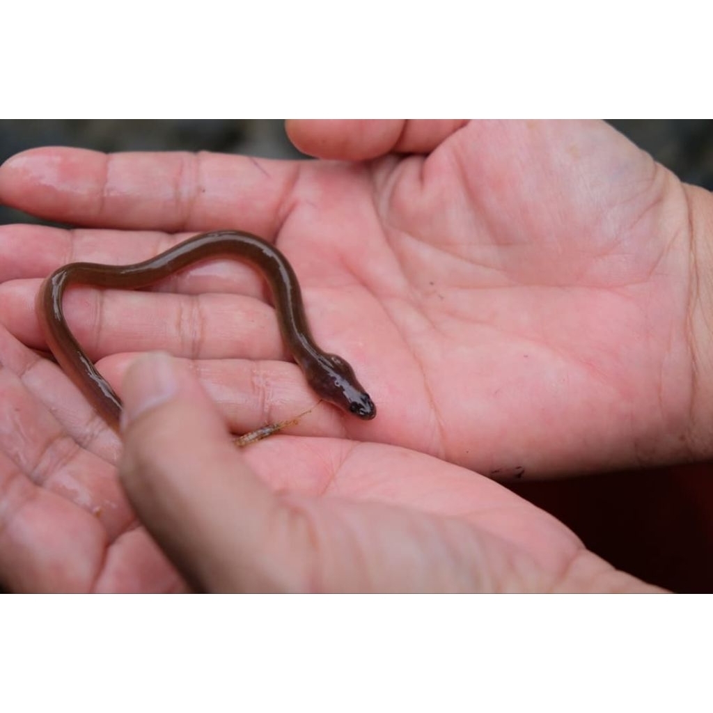 benih sidat elver berkualitas ukuran 10-15 gram