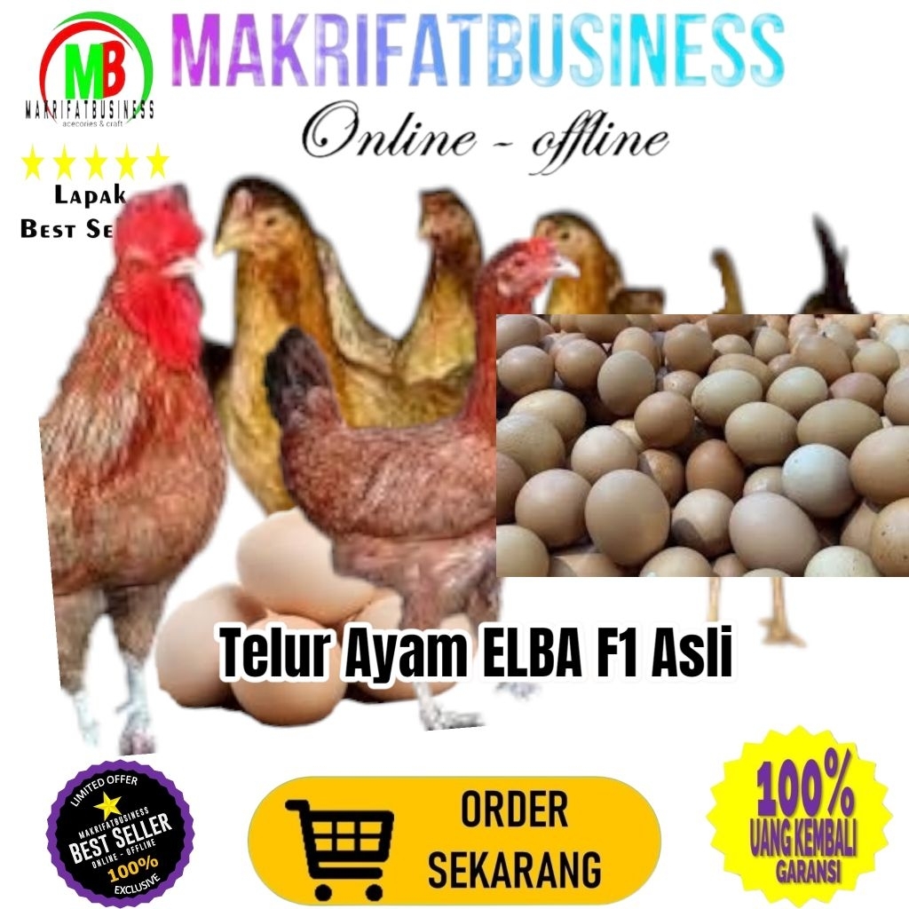 

MAKRIFATBUSINESS Paket 3 Pcs Telur FERTIL Ayam ELBA F1 ASLI Untuk Ditetaskan Produksi Farm Profesional