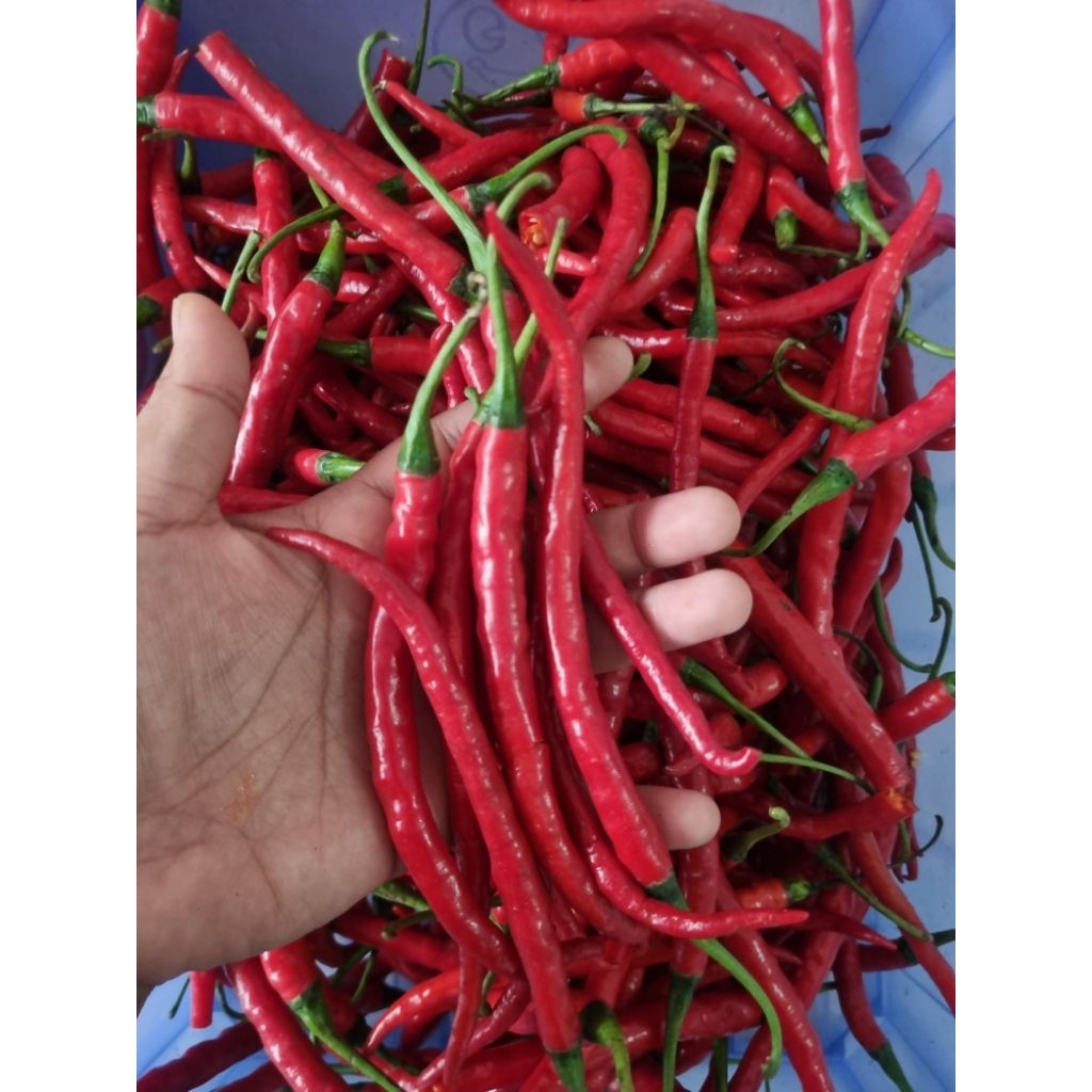 

Cabe Merah Keriting 500gr