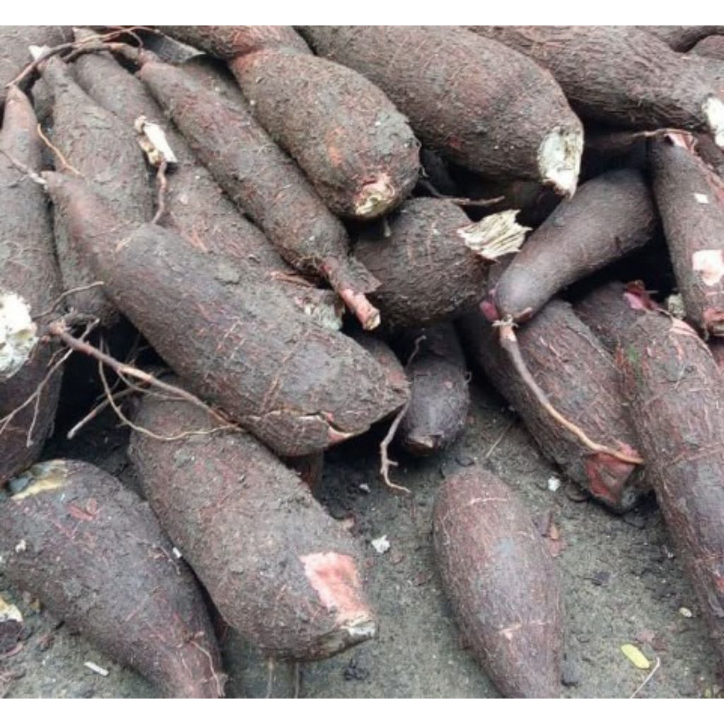 

singkong bolu puleun