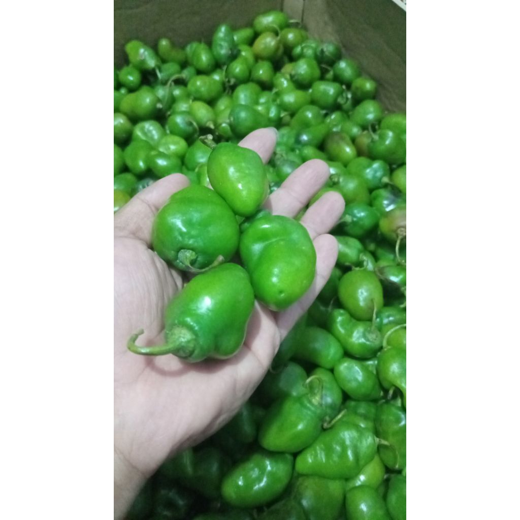 

Cabe Gendot Segar 1kg