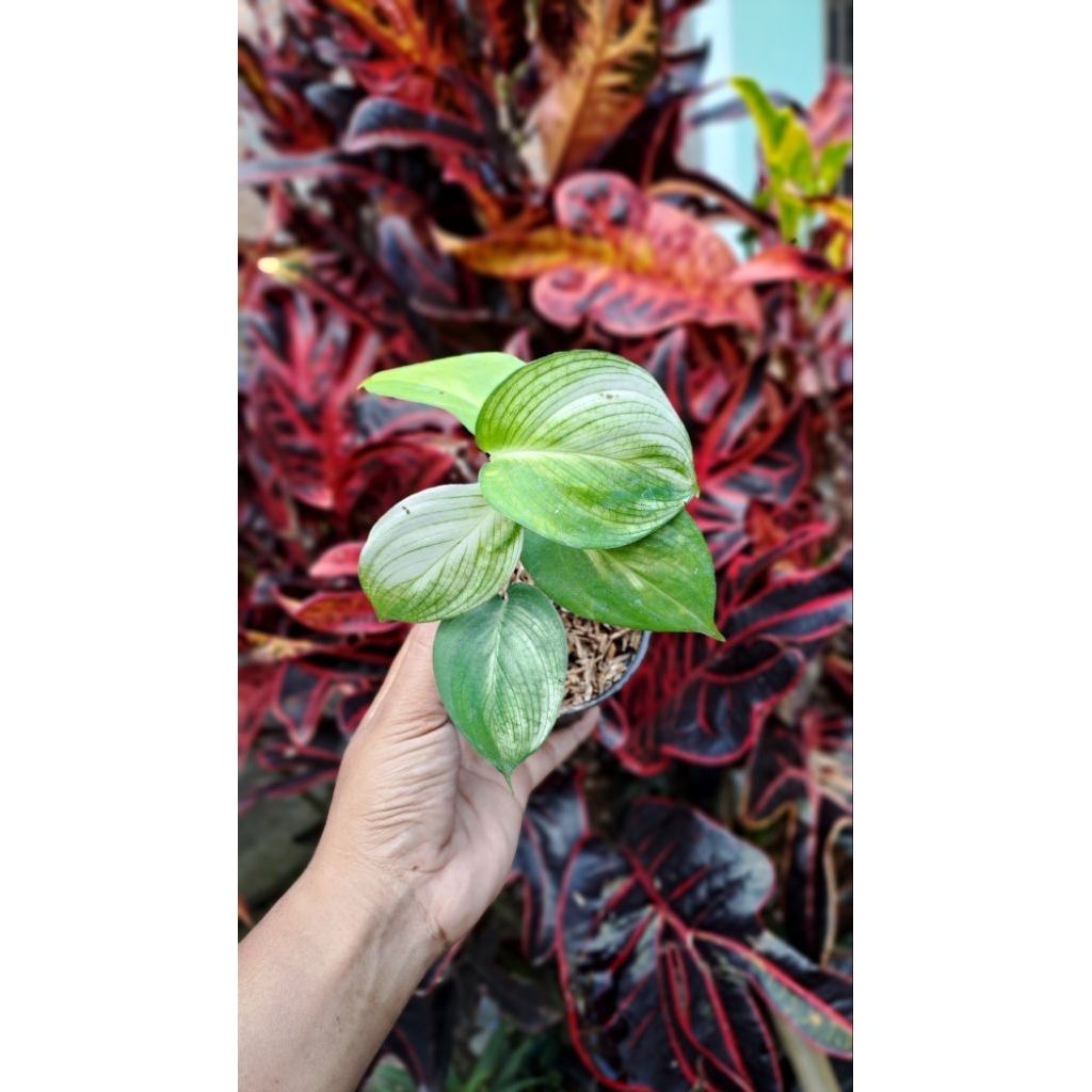 scindapsus white monster isi 2