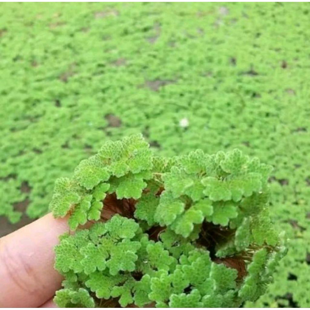 bibit azolla microphylla pakan ikan dan pupuk organik 1kg
