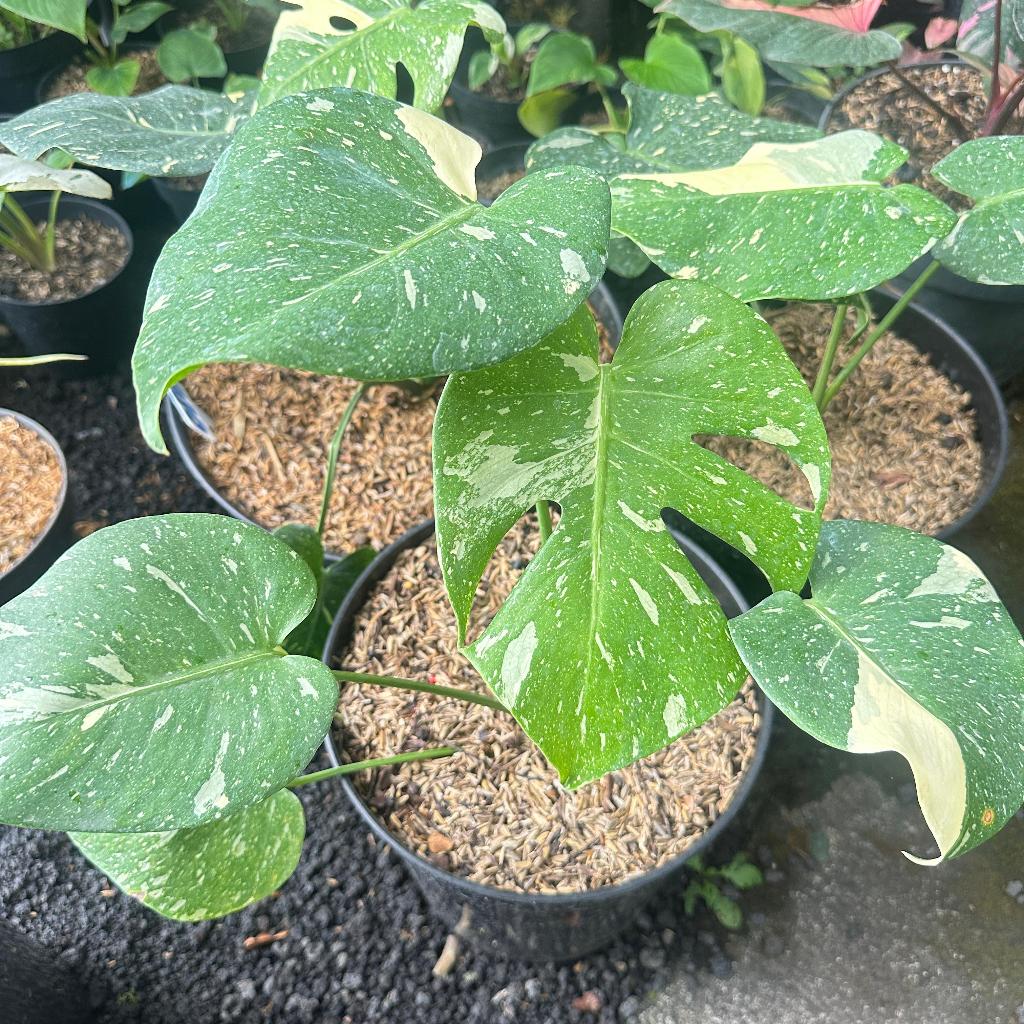 Tanaman Hias Monstera Thai| Monstera