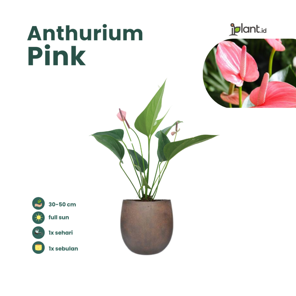 Anthurium Pink