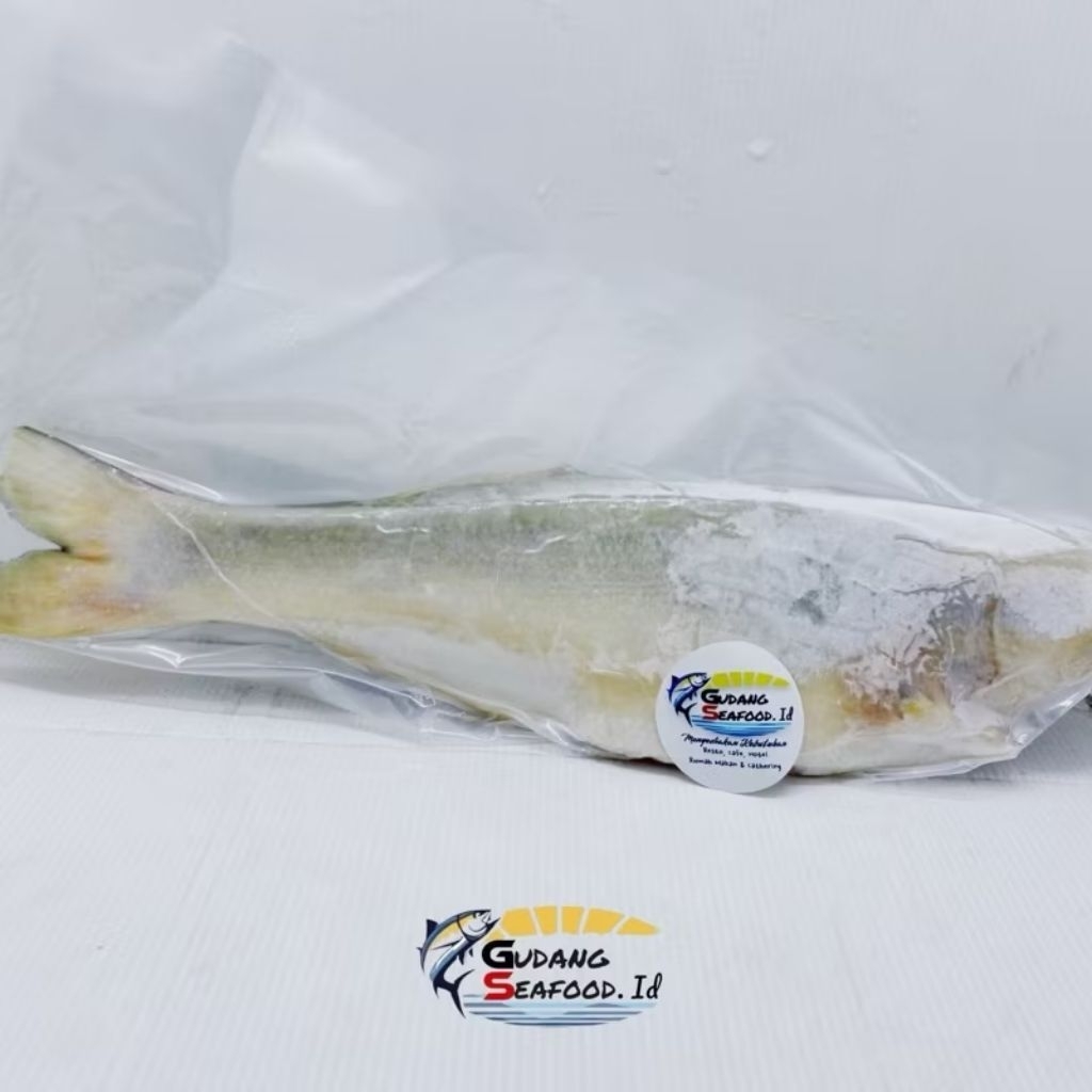 

Ikan Senangin Utuh Potong Bersih / kg