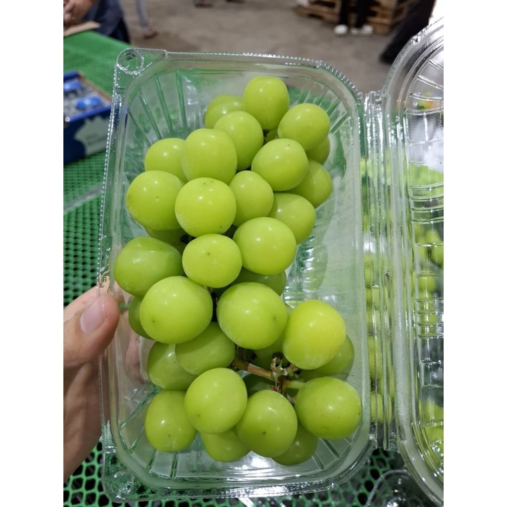 

Anggur Muscat Anggur Hijau 500gr