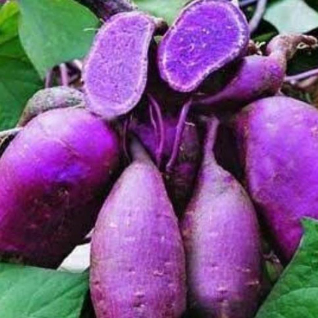 

ubi jalar ungu / ubi ungu sumber karbohidrat / ubi ungu bebas pestisida / ubi ungu 1kg