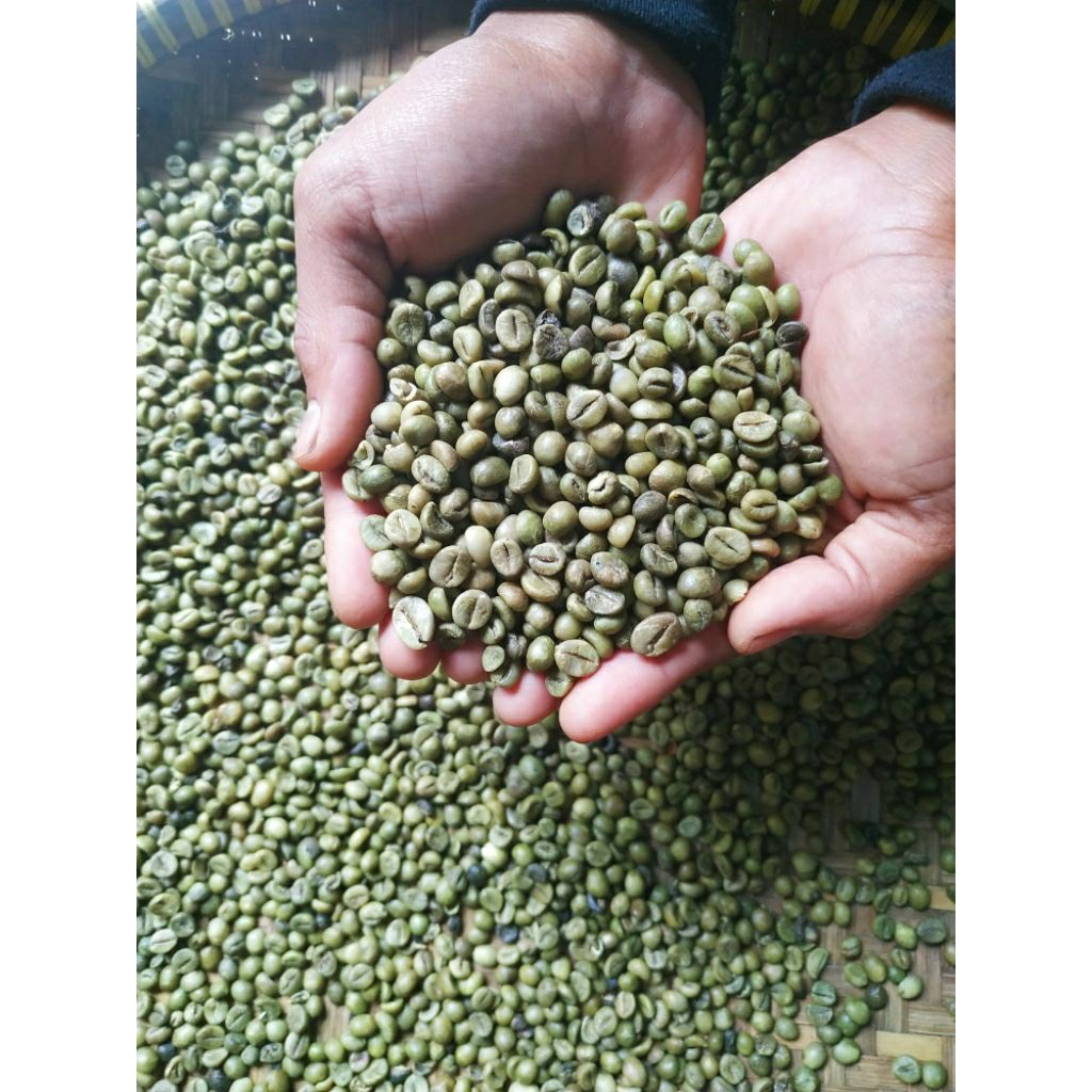 

GROSIR green bean biji kopi robusta jawa 5kg , 10kg