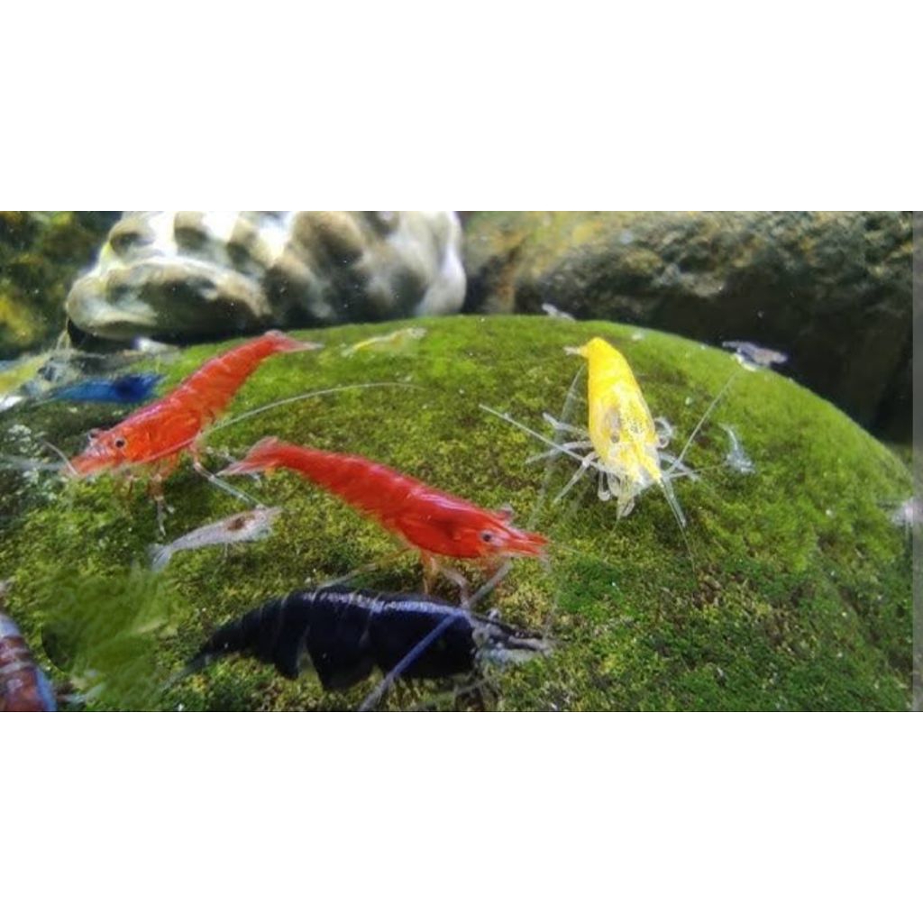 hiasan accesoris hidup dalam aquascape shrimp an, udang2 an hidup