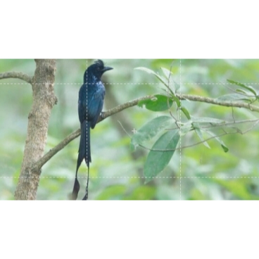 Srigunting kantil Mulus Bekasi