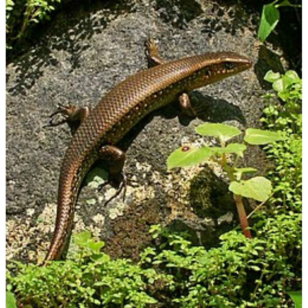 KADAL KEBUN / LYGOSOMA BOWRINGII / MGG STORE