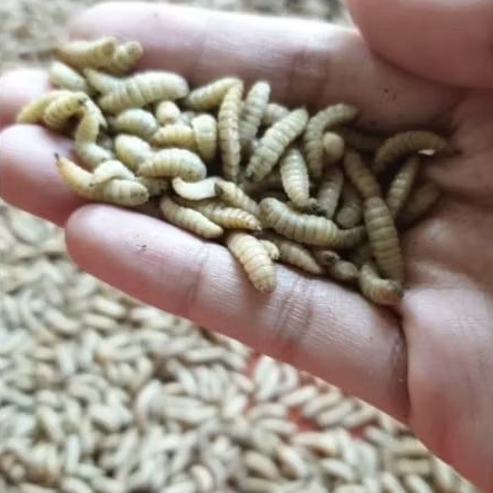 Maggot BSF/Larva BSF hidup 100gr