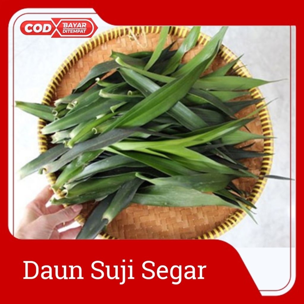 

Daun Suji Segar Langsung Dari Kebun, Pewarna & pengharum Makanan Alami Per ikat 30 Lembar