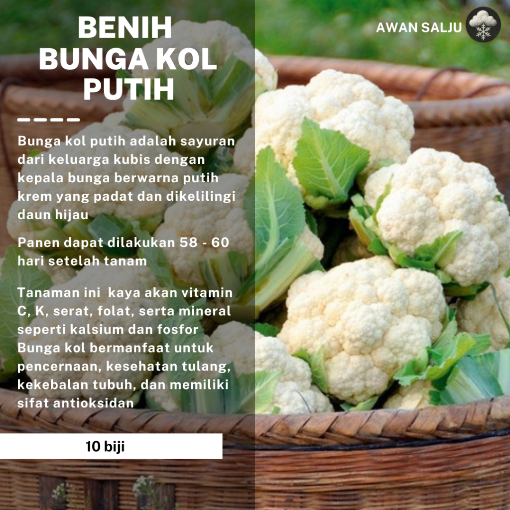 Benih Bunga Kol Putih Benih Sayuran Bibit Bunga Kol Unggul