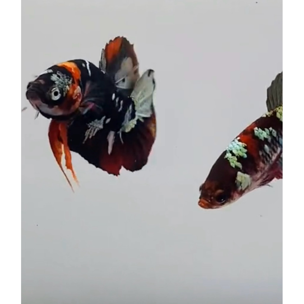 cupang avatar nemo setiap pembelian dapat bonus toples 2 liter