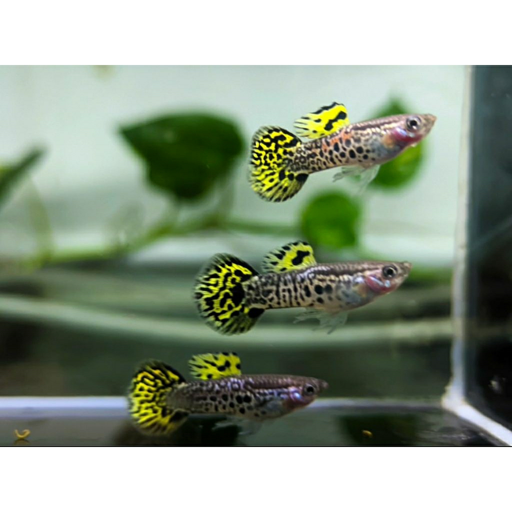 wallpaper akuarium guppy yellow snake skin/cobra