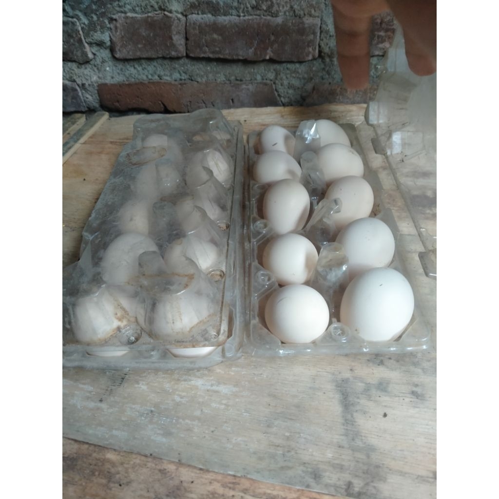 telur ayam elba fertil
