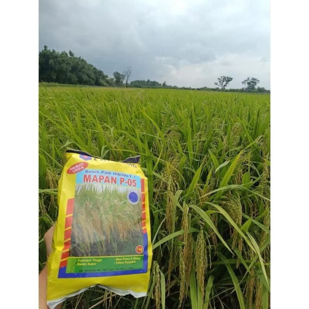 

BENIH-PADI MAPAN P05 ORIGINAL ASLI KEMASAN-PABRIK