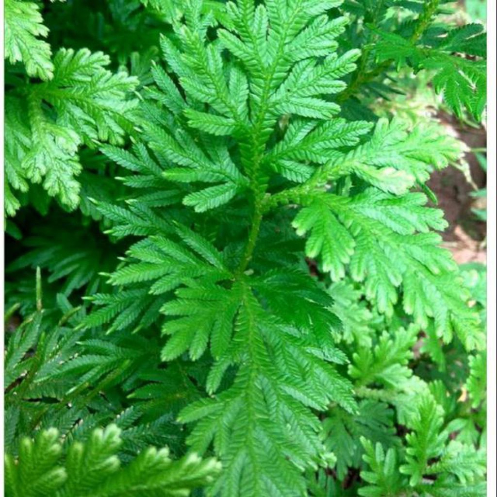 tanaman hias cakar ayam - cakar ayam