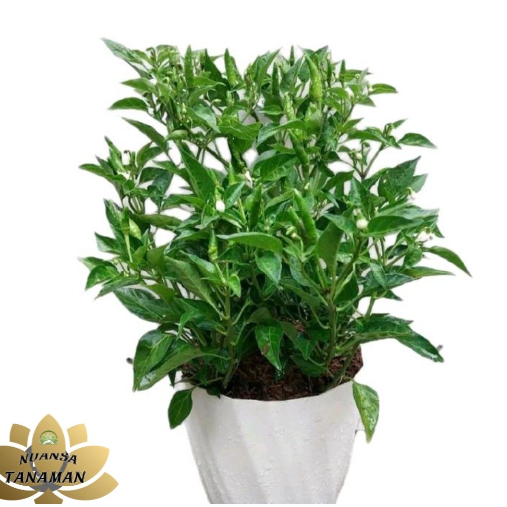 Pohon Cabe Rawit Hijau Sudah Berbuah/Tanaman Cabe Rawit Sudah Berbuah