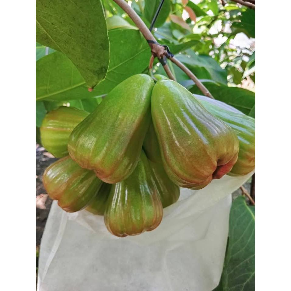 bibit jambu air green giant