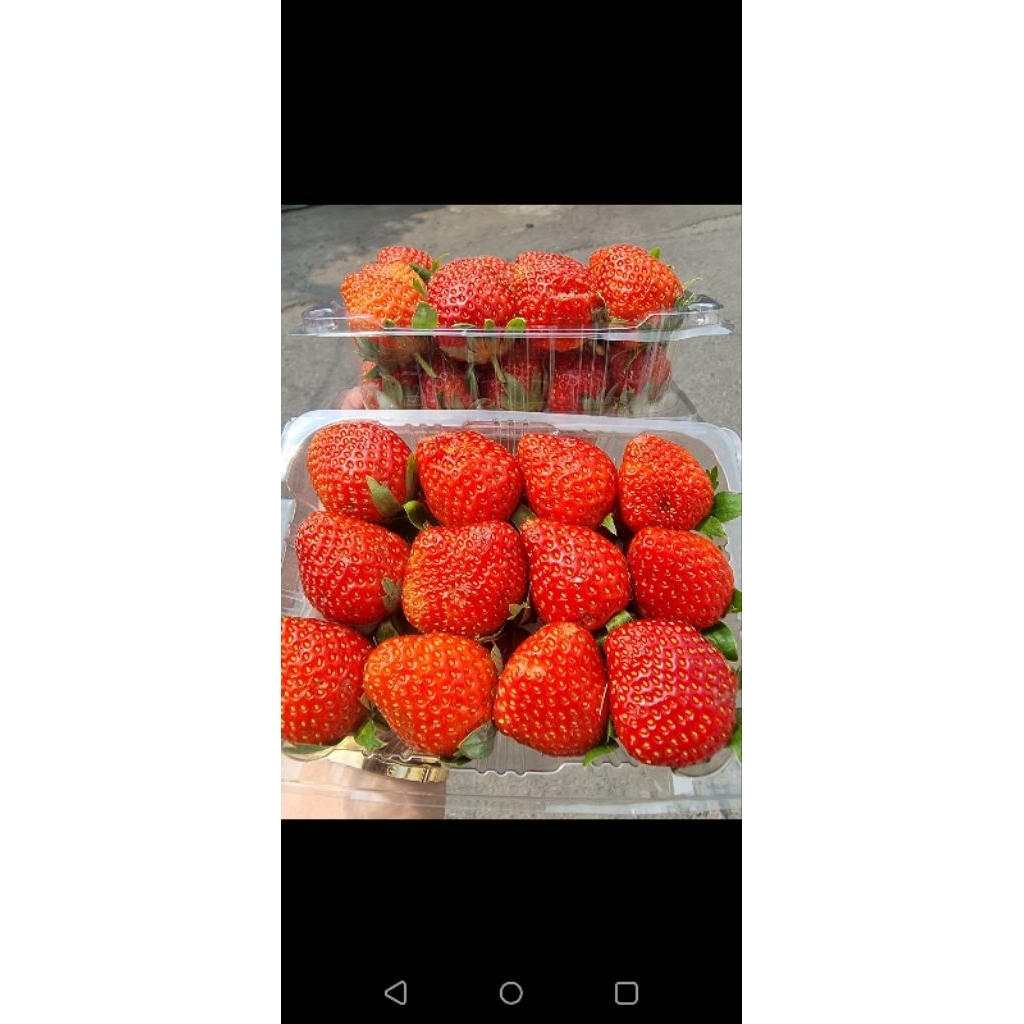 

strawberry mk jumbo 1/4